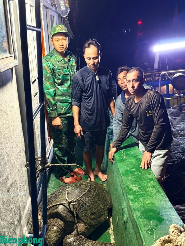 Ông Trần Bé Ngoan phát hiện, đưa cá thể vích tên tàu và trình báo Đồn Biên phòng Đất Mũi. Ảnh: Hoàng Tá