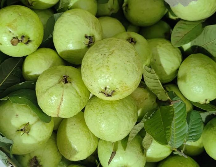 Ổi - 'quán quân' vitamin C. Ảnh: Hoa Linh.