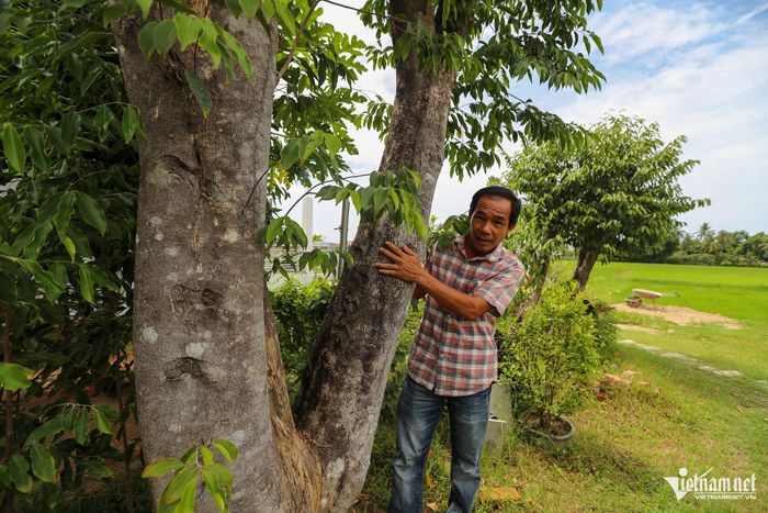 Ông Trần Công Đức, Chủ tịch HTX Trầm hương Vạn Thắng, bên cây dó bầu hơn 30 năm tuổi. Ảnh: Xuân Ngọc