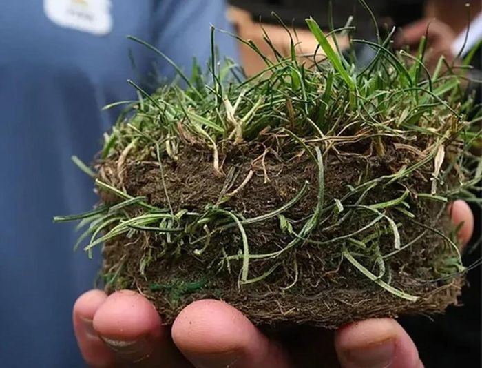 Bán cỏ trận chung kết chỉ là một trong nhiều thương vụ của FIFA trong nỗ lực biến World Cup 2026 thành "cỗ máy in tiền" với doanh thu dự kiến lên tới 13 tỷ USD (khoảng 341 nghìn tỷ đồng), cao nhất trong lịch sử. Ảnh: MSN