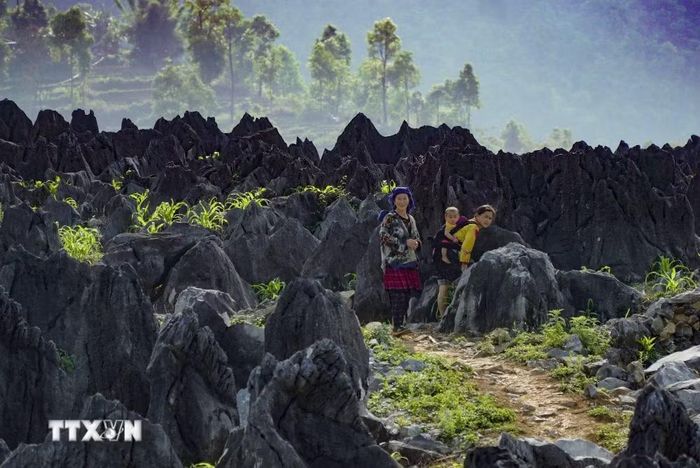Những lớp đá tai mèo trên cao nguyên đá cổ tả Phìn. (Ảnh: Xuân Tư/TTXVN)
