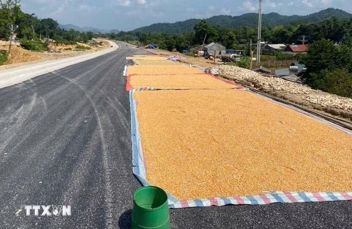 Nông sản được người dân sinh phơi trên tuyến cao tốc Đồng Đăng-Trà Lĩnh đang thi công thuộc địa phận xã Na Sầm, tỉnh Lạng Sơn. (Ảnh: TTXVN phát)