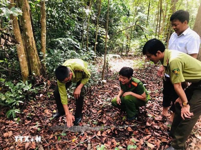 Việc kịp thời đưa cá thể động vật này trở lại rừng không chỉ giúp bảo tồn nguồn gen quý hiếm mà còn góp phần duy trì sự cân bằng hệ sinh thái tại địa phương. (Ảnh: TTXVN phát)