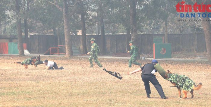 Chó nghiệp vụ tập luyện tham gia bắt tội phạm ma túy.