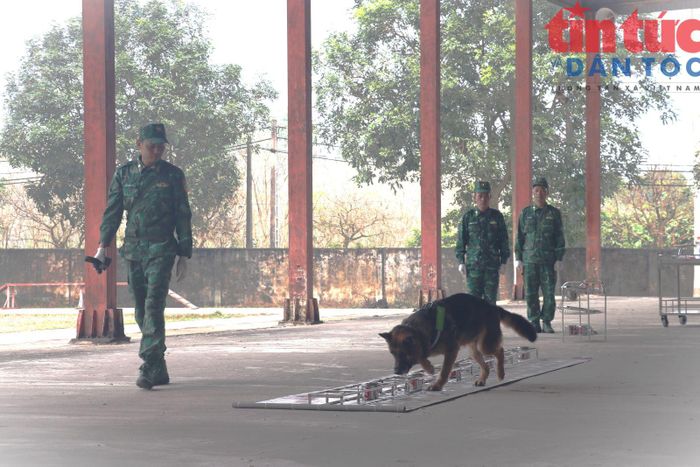 Chó nghiệp vụ tham gia giám biệt nguồn hơi tham gia phá các vụ án ma túy.