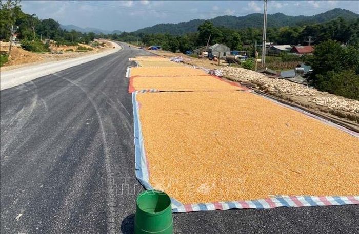 Nông sản được người dân sinh phơi trên tuyến cao tốc Đồng Đăng – Trà Lĩnh đang thi công thuộc địa phận xã Na Sầm, tỉnh Lạng Sơn. Ảnh: TTXVN phát