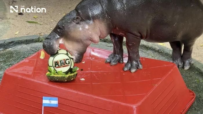 Moo Deng, chú hà mã lùn nổi tiếng, đang ngấu nghiến khay trái cây Argentina. Ảnh: THE NATION/ASIA NEWS NETWORK