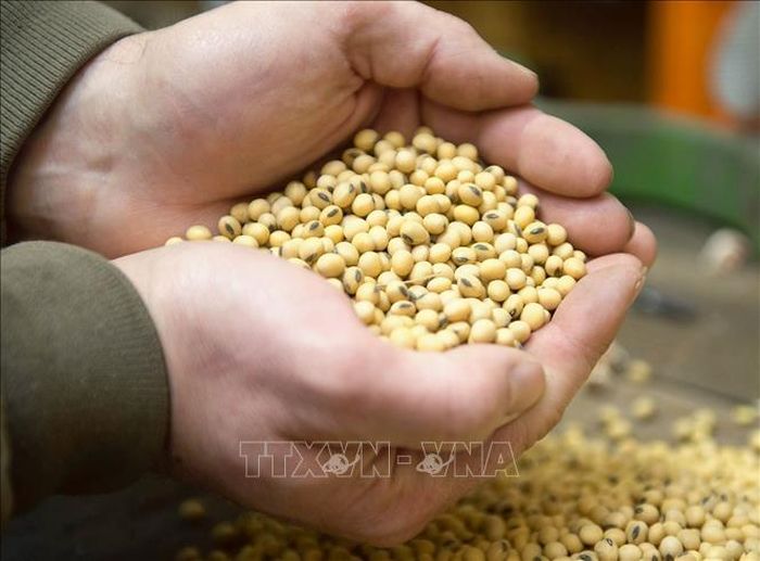 Sản phẩm đậu tương thu hoạch tại một trang trại ở Iowa (Mỹ). Ảnh tư liệu: EPA/TTXVN