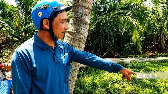 Anh Tâm cho biết, vườn rau của gia đình bắt đầu xuất hiện tình trạng cháy lá, vàng lá khoảng 4 ngày nay.