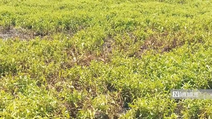 Theo thống kê, khoảng 319 ha cây trồng của 627 hộ dân trên địa bàn tỉnh bị ảnh hưởng.