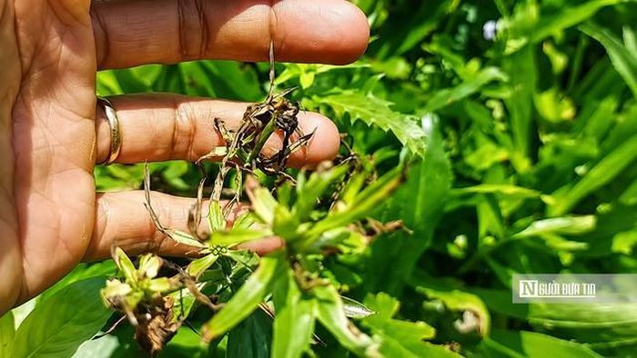 Nhiều diện tích ngò gai, tía tô của người dân xuất hiện tình trạng cháy lá.
