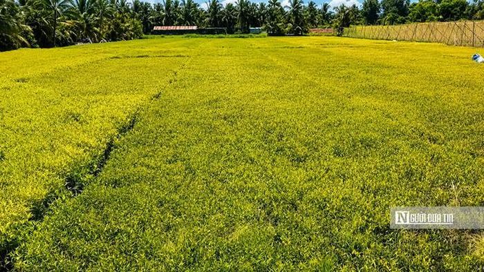 Vườn rau răm của người dân bị vàng lá, khô ngọn bất thường.