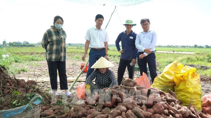 Lãnh đạo UBND xã Long Thạnh thăm hỏi tình hình thu hoạch, giá cả khoai lang trên địa bàn. Ảnh: Văn Sĩ - TTXVN