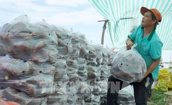 Nông dân xã Long Thạnh phân cỡ khoai để bán cho thương lái. Ảnh: Văn Sĩ - TTXVN