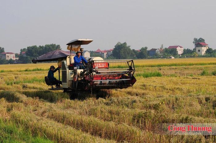 Việt Nam đang thực hiện Đề án phát triển bền vững 1 triệu hecta chuyên canh lúa chất lượng cao, phát thải thấp đến năm 2030.