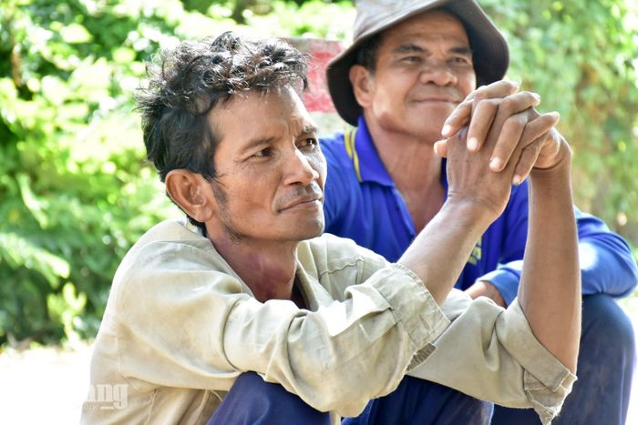 Chau Tút chăm chú quan sát mấy chú ngựa của mình.