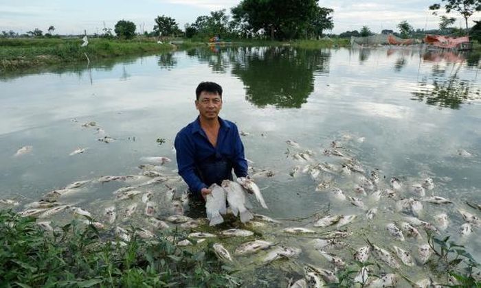 Chiều ngày 17/7 cá trong ao nhà ông Bùi Văn Phóng vẫn tiếp tục chết. Ảnh: Ông Phóng vớt cá chết mang đi tiêu hủy.