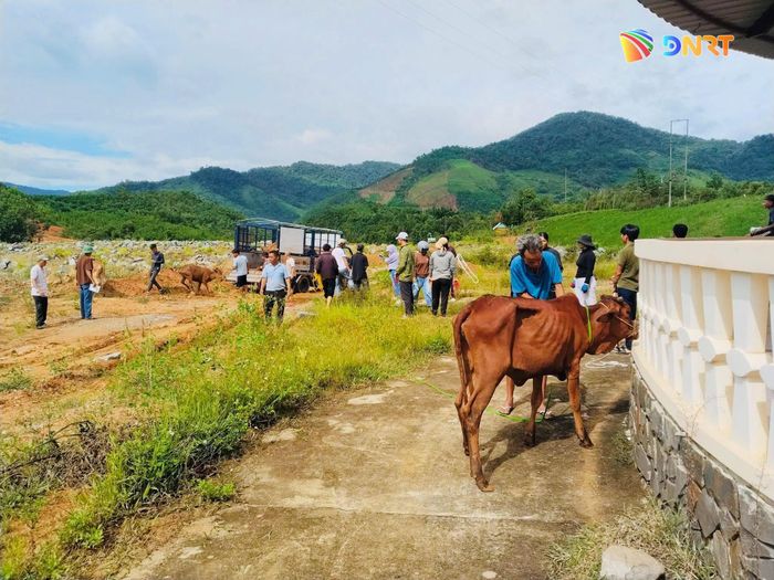 Xã Đông Giang cấp phát 50 con bò giống cho 25 hộ dân. Ảnh: ĐVCC