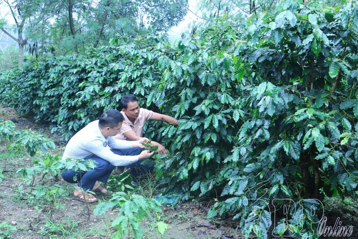 Cán bộ xã Mường Ảng hướng dẫn người dân kỹ thuật chăm sóc cây cà phê.