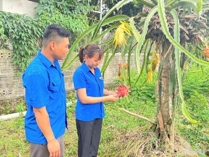 Đoàn viên, thanh niên xã Thanh Yên phát triển diện tích trồng cây Thanh Long.