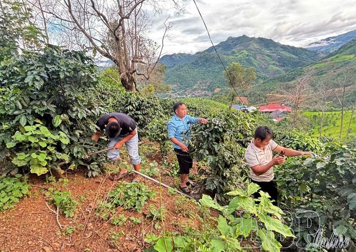 Người dân bản Huổi Lướng, xã Mường Lạn chăm sóc cây cà phê.