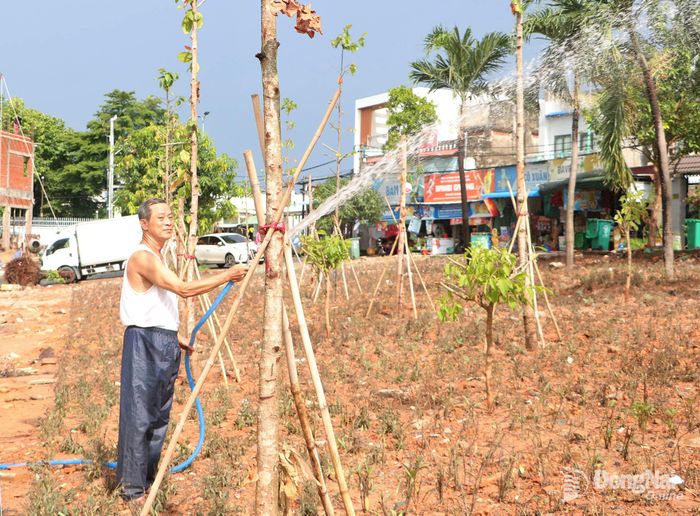 Ông Đỗ Hữu Nhuận nhận thực hiện chăm sóc hệ thống cây xanh tại hoa viên trên đường Trần Thị Hoa, phường Tam Hiệp, thành phố Đồng Nai.