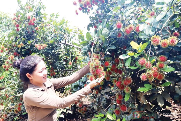 Chôm chôm Long Khánh gồm: chôm chôm nhãn, chôm chôm Java là đặc sản trái cây thứ 2 của Đồng Nai được cấp chỉ dẫn địa lý vào năm 2016.