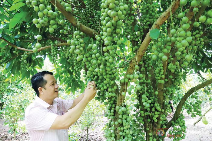 Du khách tham quan vườn dâu da tại phường Bình Lộc.