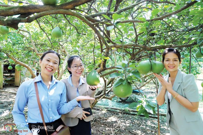Đặc sản bưởi Tân Triều (phường Tân Triều) là giống bưởi đường lá cam với vị ngọt thanh, chua nhẹ và mọng nước là một trong số ít đặc sản nức tiếng của Đồng Nai được cấp chỉ dẫn địa lý vào năm 2012.
