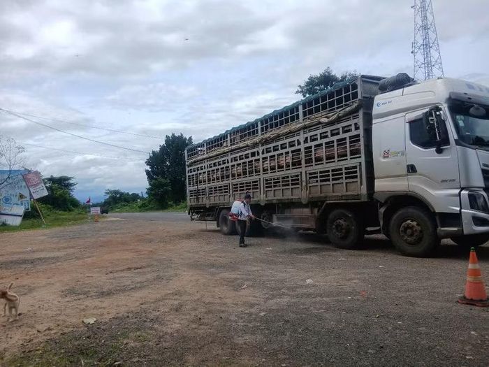 Cơ quan chuyên môn tiêu độc khử trùng phương tiện vận chuyển gia súc ra vào địa bàn tỉnh nhằm hạn chế dịch bệnh trên đàn gia súc. Ảnh: N.D
