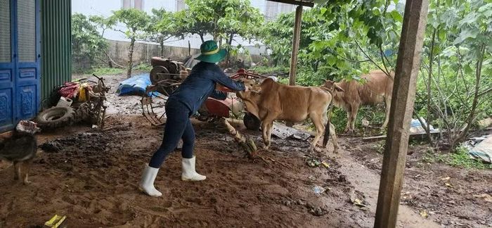 Cán bộ thú y Trung tâm Dịch vụ sự nghiệp công xã Mang Yang tiêm phòng vắc xin lở mồm long móng đợt 1-2026 tại xã Mang Yang. Ảnh: T.N