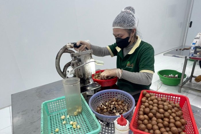 Chế biến sâu góp phần nâng cao giá trị và sức cạnh tranh của hạt mắc ca Lâm Đồng