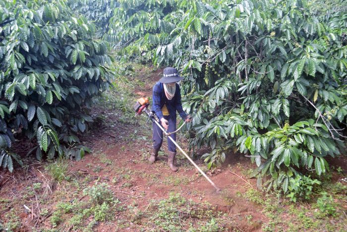 Canh tác cà phê hữu cơ, thuận tự nhiên là nền tảng để xây dựng thương hiệu và nâng cao giá trị cho sản phẩm cà phê Lâm Đồng