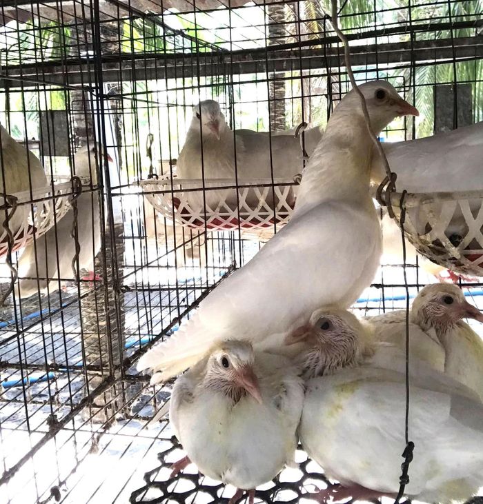 Mô hình nuôi bồ câu Pháp tại Khu du lịch sinh thái Suối Tiên Ba Tường