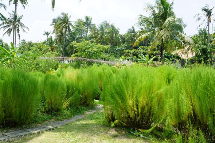 Khu vực trồng cây thì là, dừa