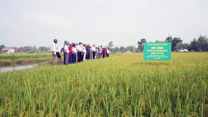 Phát triển nông nghiệp hữu cơ, góp phần nâng cao giá trị sản phẩm và thu nhập cho người dân - Ảnh: L.Chi