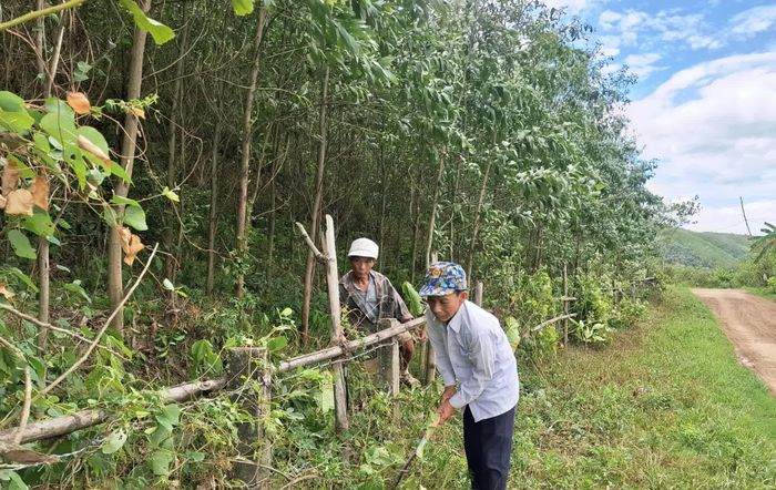 Ông Nguyễn Đức Thanh cùng 3 hộ dân ở thôn Triệu Nguyên, xã Ba Lòng đang sở hữu hơn 11ha rừng trồng cho thu nhập cao - Ảnh: S.H