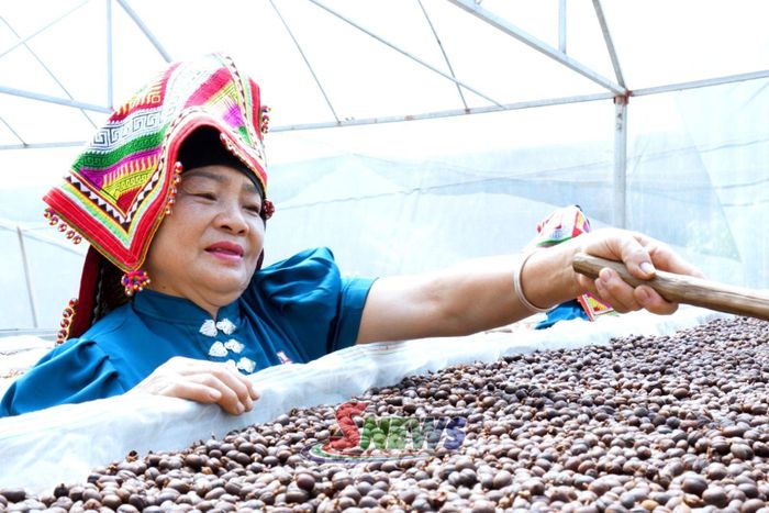 Cà phê Arabica được HTX Ara-Tay Coffee phơi sấy trong nhà màng.