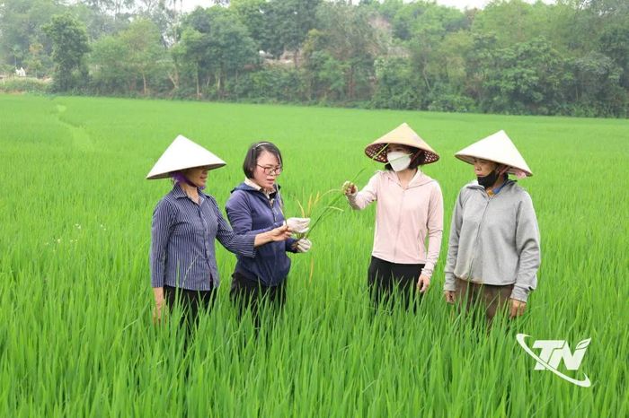 Đội ngũ cán bộ nông nghiệp luôn bám sát đồng ruộng để hướng dẫn nông dân chăm sóc lúa.