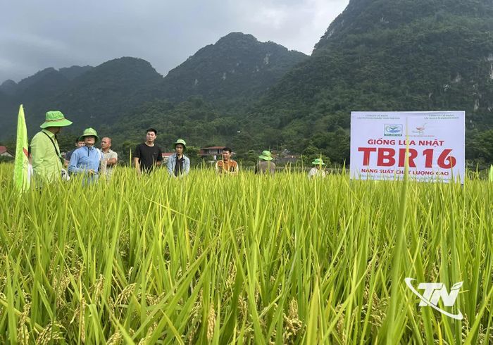 Giống lúa Nhật TBR16 được đưa vào sản xuất theo mô hình trình diễn, cho năng suất, chất lượng và hiệu quả kinh tế cao.