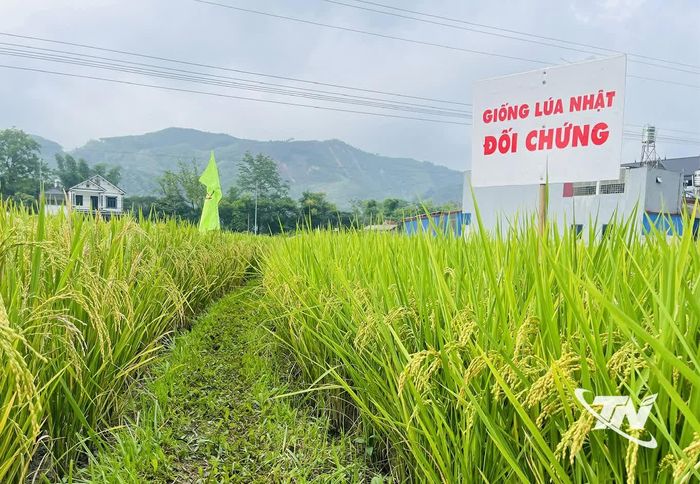 Hằng năm, các địa phương rất chú trọng đưa các giống lúa mới có nắng suất, chất lượng cao vào sản xuất để giữ hạt gạo giữa nhịp công nghiệp hóa