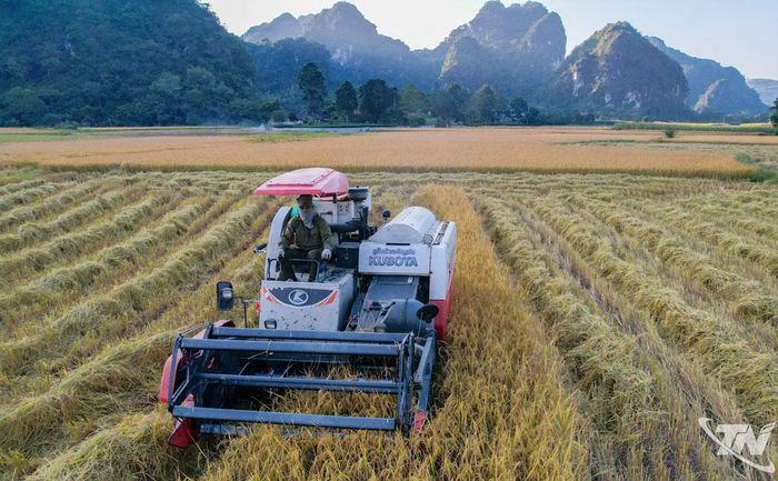 Người dân xã Tràng Xá đẩy mạnh cơ giới hóa trong thu hoạch lúa, góp phần giảm chi phí, nâng cao hiệu quả sản xuất.