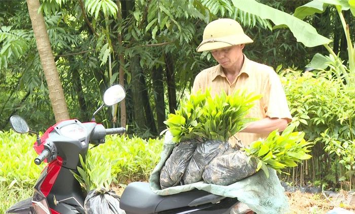 Người dân xã Côn Minh mua giống lâm nghiệp về trồng.