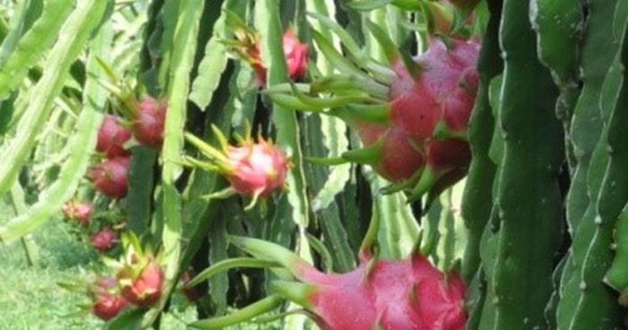 Việc ứng dụng AI trong đánh giá chất lượng sẽ góp phần nâng cao giá trị nông sản của Việt Nam.