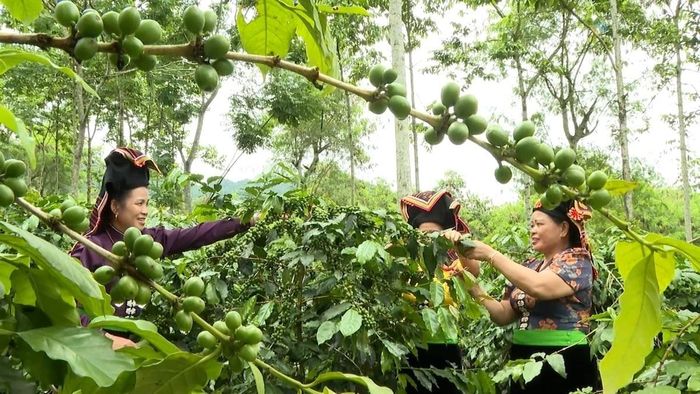 Điện Biên đặt cược vào nông nghiệp xanh để nâng tầm chuỗi giá trị nông sản ảnh: Hồng Thắm