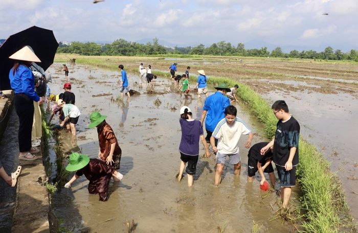 Các em thiếu nhi tham gia các hoạt động trải nghiệm trên đồng ruộng tại chương trình.