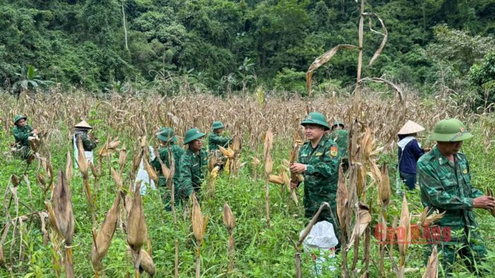 Chi đoàn Đồn Biên phòng Cần Yên phối hợp với đoàn viên, thanh niên xã Cần Yên hỗ trợ bà Hoàng Thị Sắm, thân nhân liệt sĩ, xóm Hồng Minh Thượng thu hoạch ngô.