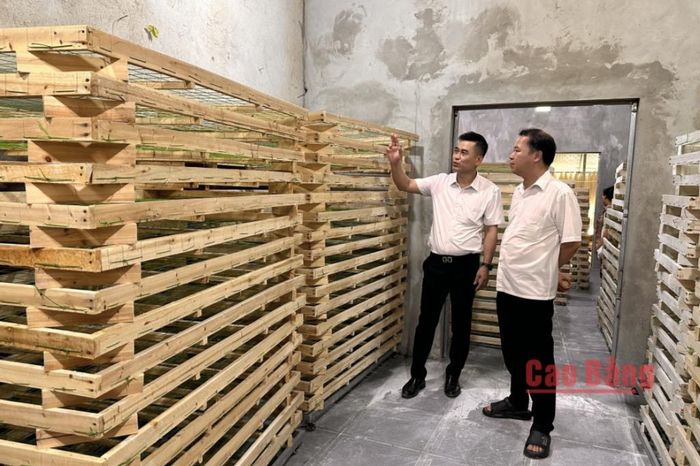 Liên minh Hợp tác xã tỉnh khảo sát tại Hợp tác xã Nông nghiệp 118, xã Bảo Lạc.