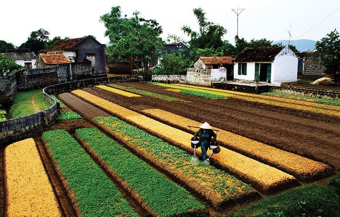 Mảnh vườn nhà.