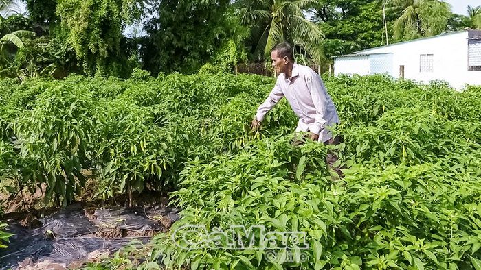 Ông Lý Hoài (khóm Giồng Giữa, phường Hiệp Thành) chăm sóc rẫy ớt.